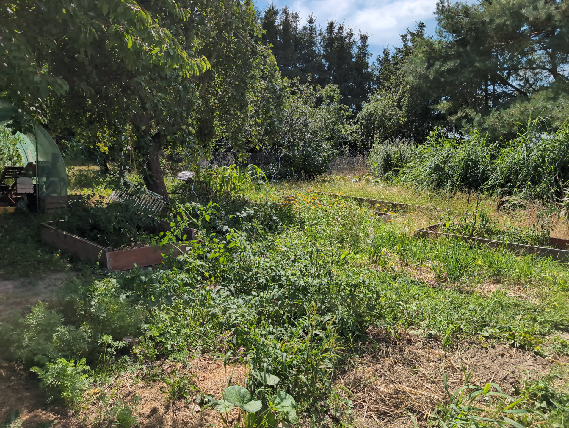 A view onto the chaotic garden. The paths aren't mowed and grass and flowers are growing tall between the beds. Some beds are missing edges. In the foreground, tomatoes lie on the ground missing trellises. The apple tree in the middle bears fruit. The reet in the wetlands stands tall. In the background, many trees.